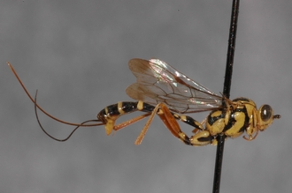 Syzeuctus_spilostoma_HOLOTYPE