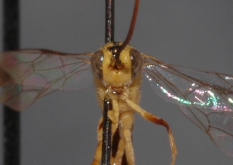 Syzeuctus_tonganus_HOLOTYPE