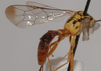 Syzeuctus_tonganus_HOLOTYPE