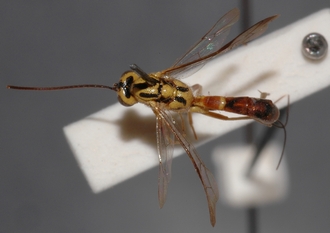 Lissonota_tongana_holotype