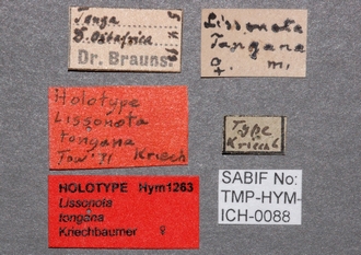 Syzeuctus_tonganus_labels