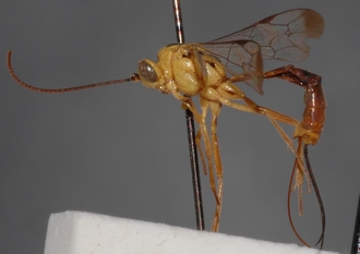 Syzeuctus_tonganus_HOLOTYPE