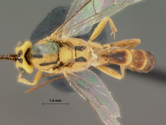 Syzeuctus_rostratus_HOLOTYPE