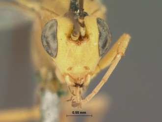 Syzeuctus_rostratus_HOLOTYPE