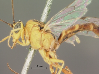 Syzeuctus_rostratus_HOLOTYPE