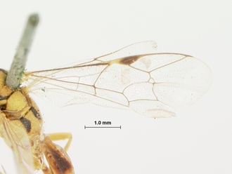 Syzeuctus_rostratus_HOLOTYPE
