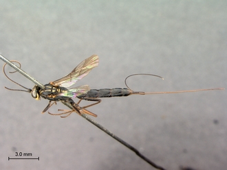 Syzeuctus_electus_HT_female_habitus_dorsal