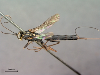 Syzeuctus_electus_HT_female_habitus_dorsal