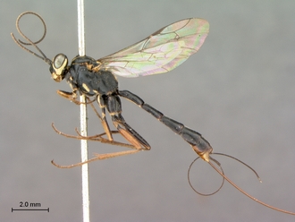 Syzeuctus_electus_Holotype_female_habitus_lateral