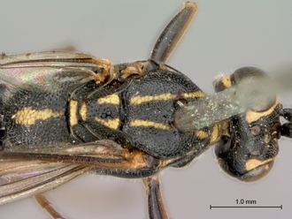 Syzeuctus_electus_HT_female_head_mesosoma_dorsal