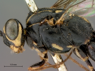 Syzeuctus_electus_HT_female_head_mesosoma_lateral