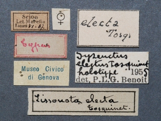 Syzeuctus_electus_HT_female_labels