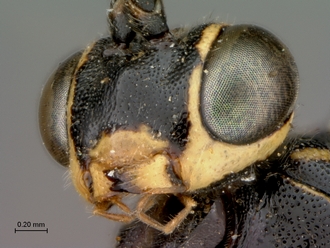 Syzeuctus_electus_HT_female_mandibles