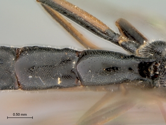 Syzeuctus_electus_HT_female_petiole_dorsal