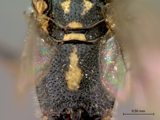 Syzeuctus_electus_HT_female_propodeum