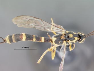 Syzeuctus_elongatus_holotype