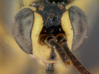 Syzeuctus_elongatus_holotype