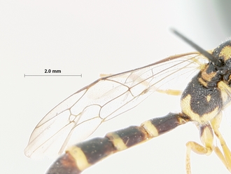 Syzeuctus_elongatus_holotype