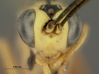Syzeuctus_hessei_HOLOTYPE