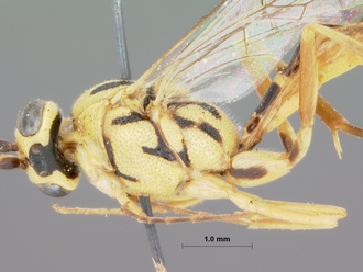 Syzeuctus_hessei_holotype