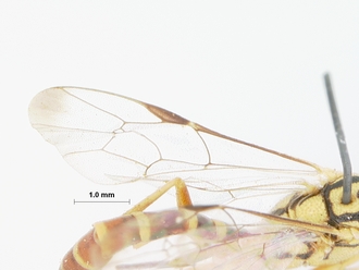 Syzeuctus_hessei_HOLTYPE