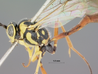 Syzeuctus_longiceps_holotype