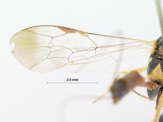 Syzeuctus_longiceps_holotype