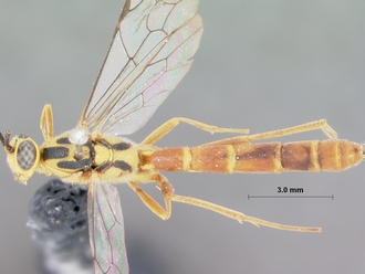 Syzeuctus_meridionalis_holotype