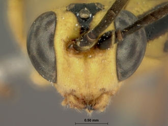 Syzeuctus_meridionalis_HOLOTYPE