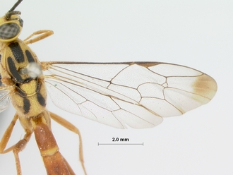 Syzeuctus_meridionalis_HOLOTYPE