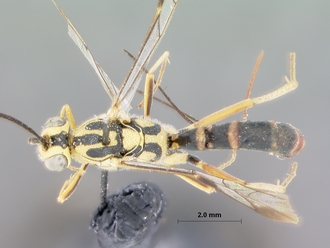 Syzeuctus_namaquensis_holotype