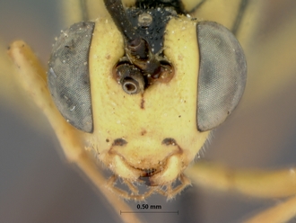 Syzeuctus_namaquensis_holotype