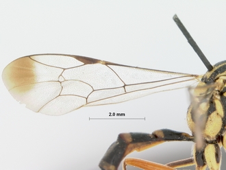 Syzeuctus_namaquensis_holotype