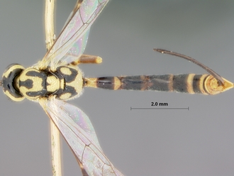 Syzeuctus_nanus_holotype