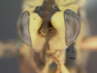 Syzeuctus_nanus_holotype