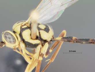 Syzeuctus_nanus_holotype