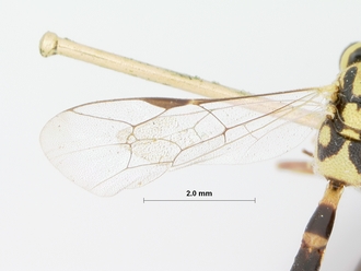 Syzeuctus_nanus_holotype