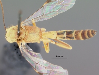 Syzeuctus_rostratus kaokoensis_HOLOTYPE