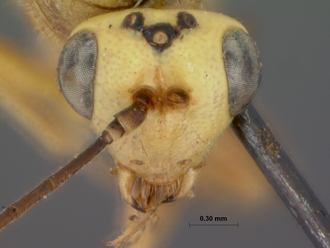 Syzeuctus_rostratus kaokoensis_HOLOTYPE