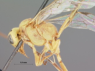 Syzeuctus_rostratus kaokoensis_HOLOTYPE