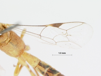 Syzeuctus_rostratus kaokoensis_HOLOTYPE