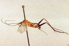 Tetractenion_acaule_HOLOTYPE