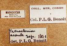 Tetractenion_acaule_labels