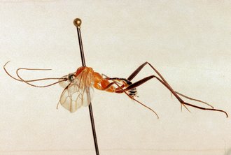 Tetractenion_acaule_NON TYPE