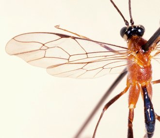 Tetractenion_acaule_NON TYPE