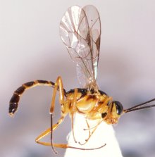 Tossinola_lamellata_HOLOTYPE