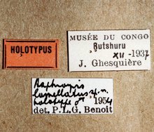 Tossinola_lamellata_labels