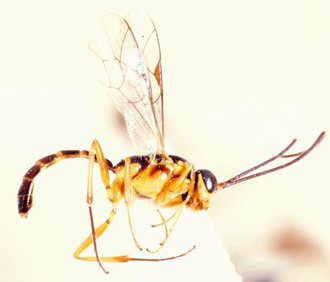 Tossinola_lamellata