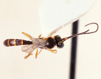 Tossinola_lamellata