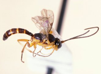 Tossinola_lamellata_HOLOTYPE